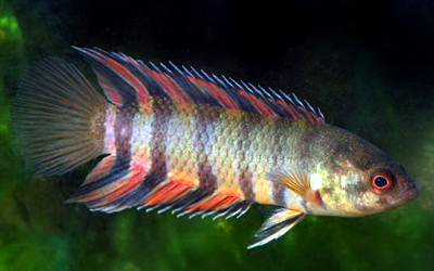 Microctenopoma-Ansorgii Abri sous roche